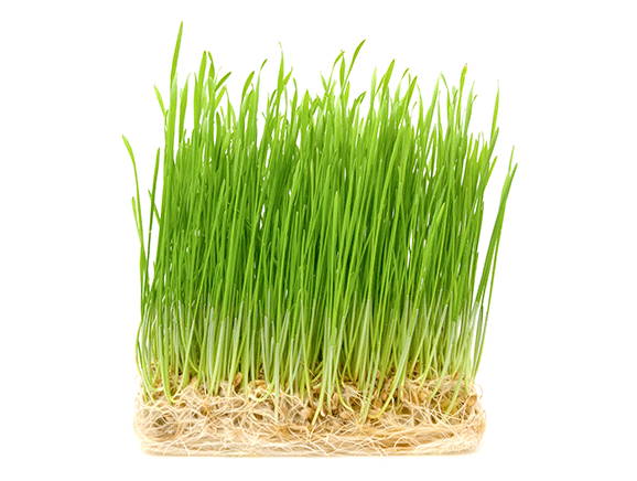 5 Vorteile von Weizengras